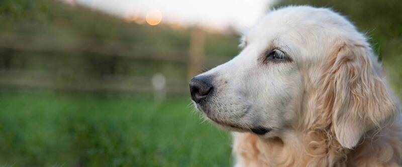 preventing-eye-problems-in-golden-retrievers