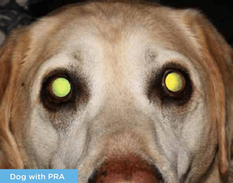 progressive-retinal-atrophy-pra-in-golden-retrievers