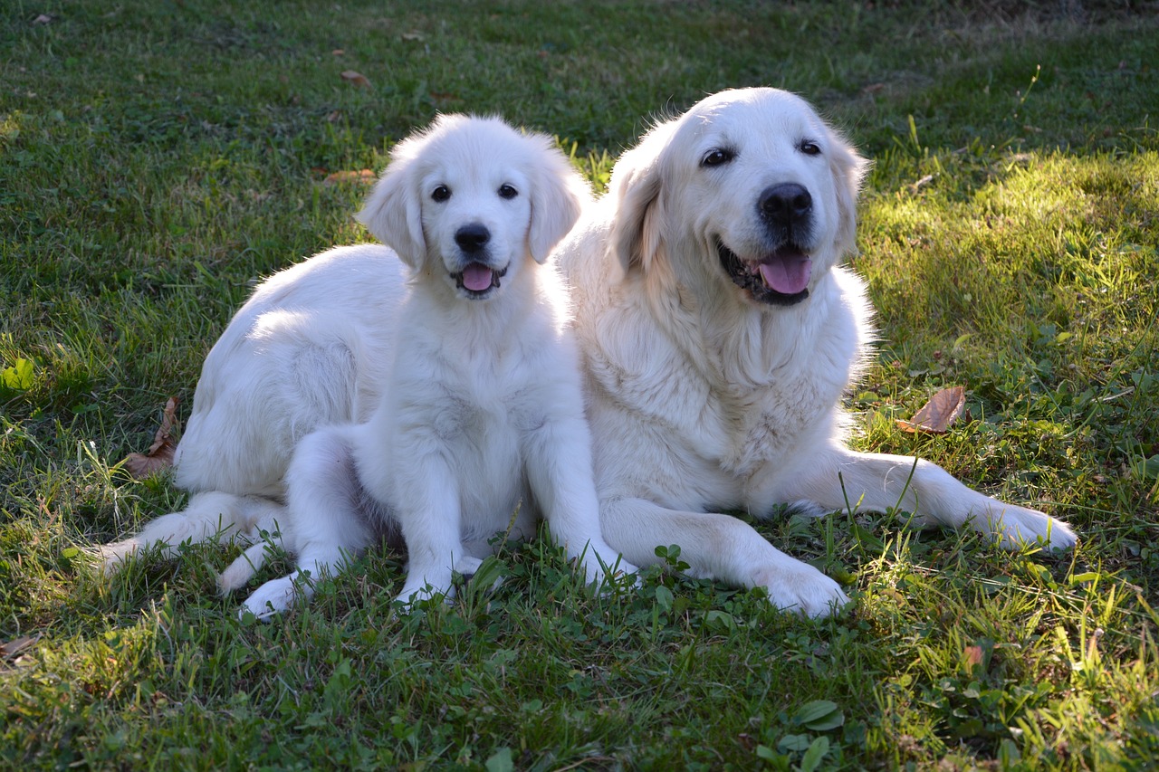 Top 5 Golden Retriever Homemade Dog Food Recipes 