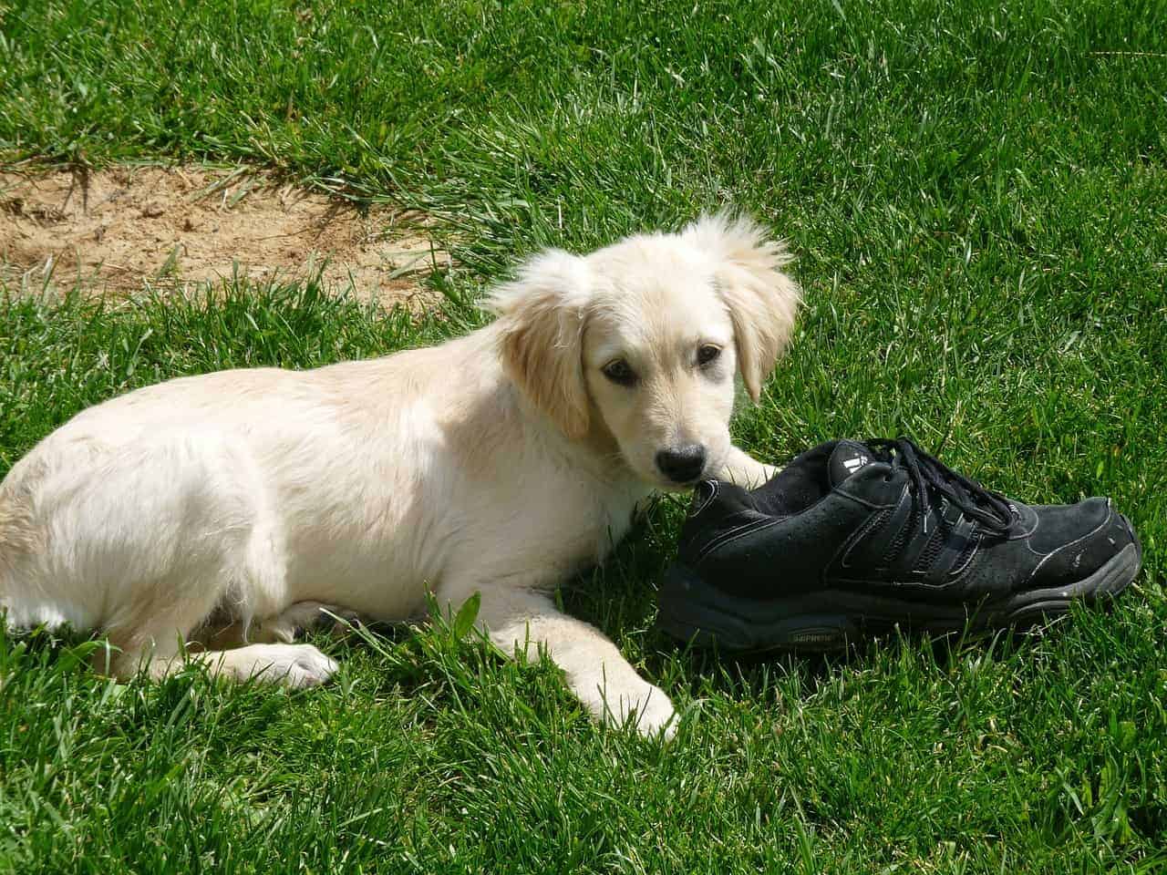 understanding-your-golden-retriever-puppy-needs