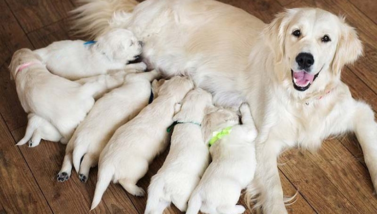 stages-of-golden-retriever-pregnancy