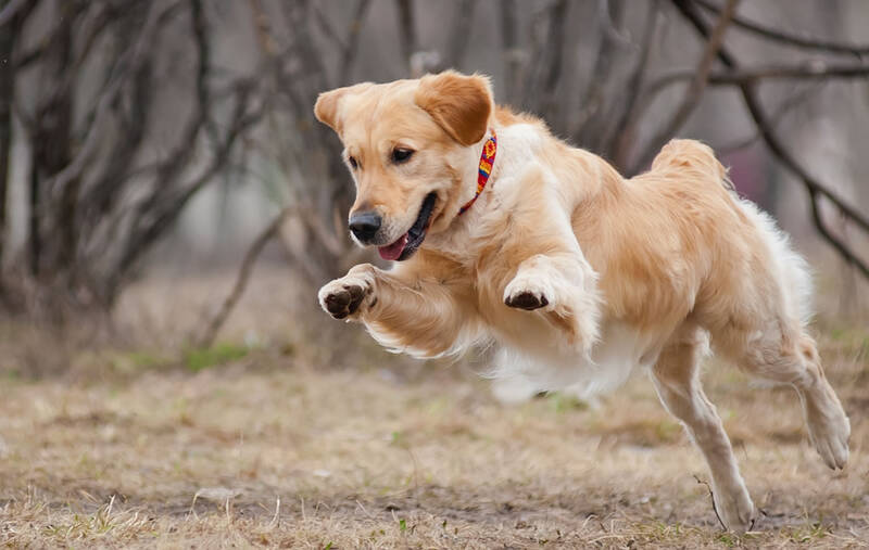 steps-to-prevent-golden-retriever-health-issues