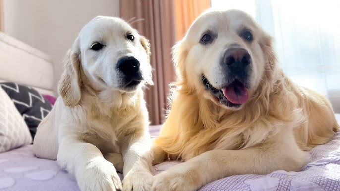 suitable-food-types-for-golden-retriever-puppies