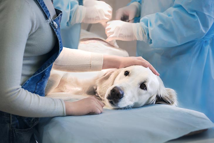 symptoms-of-cancer-in-golden-retrievers