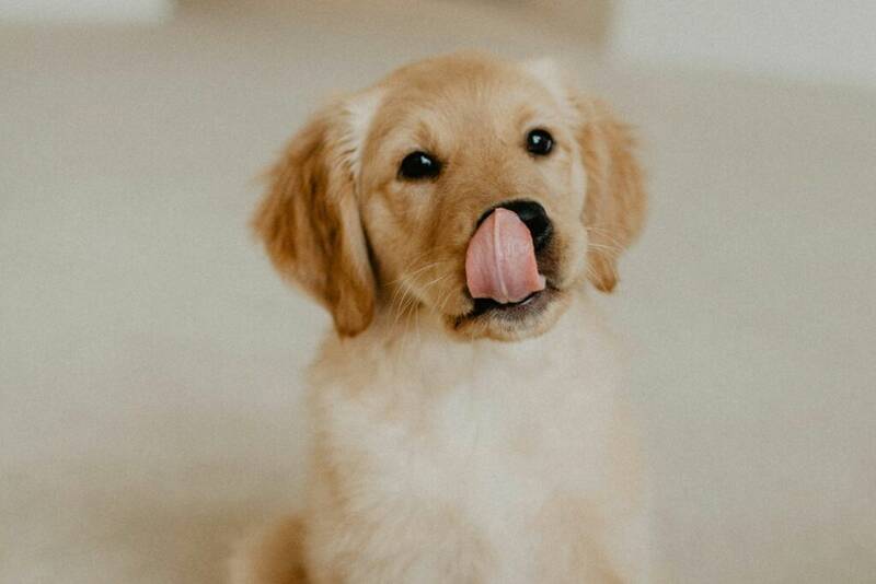 understanding-the-nutritional-needs-of-golden-retriever-puppies