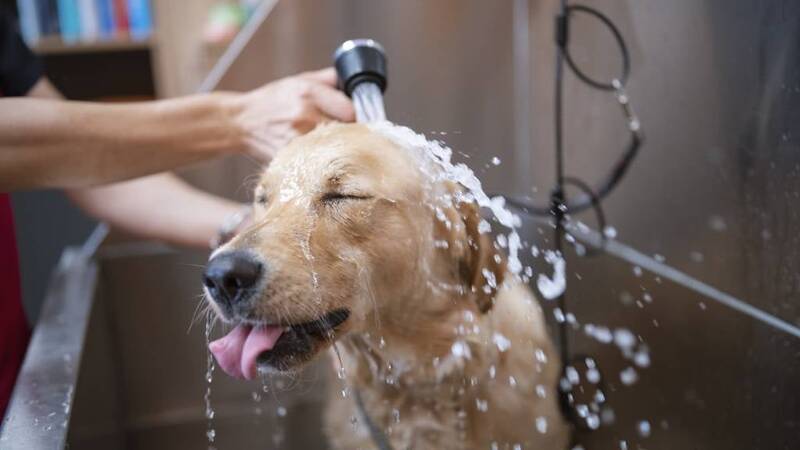 washing-golden-retriever-a-step-by-step-guide