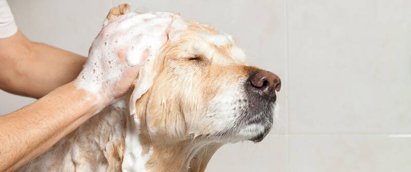 what-happens-if-you-bathe-your-golden-retriever-too-much-or-too-little