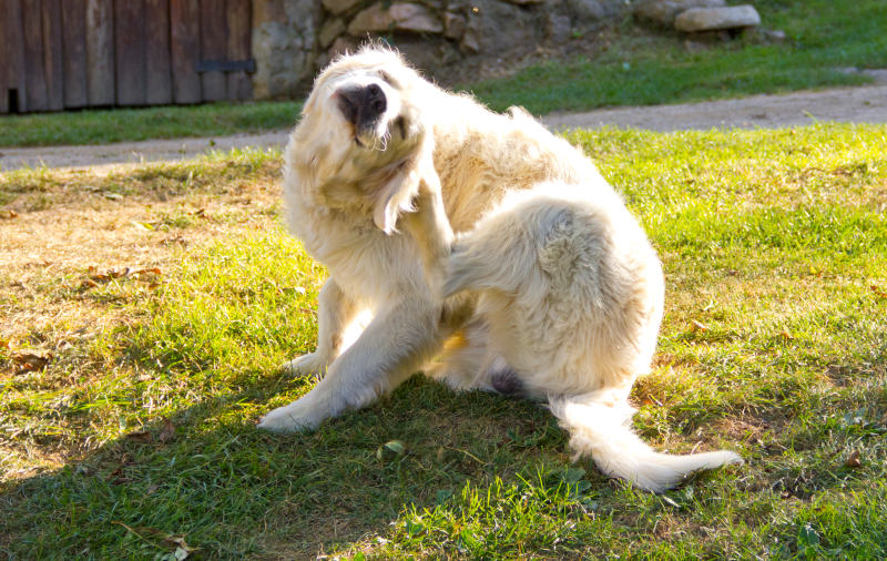 what-protein-causes-allergies-to-golden-retrievers