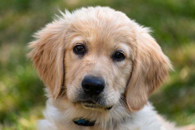 which-golden-retriever-puppies-are-more-prone-to-cancer